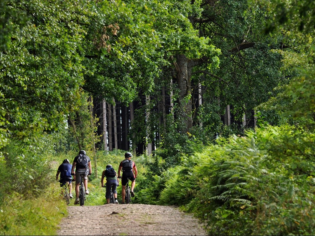 . Forêt d’Ardenne .